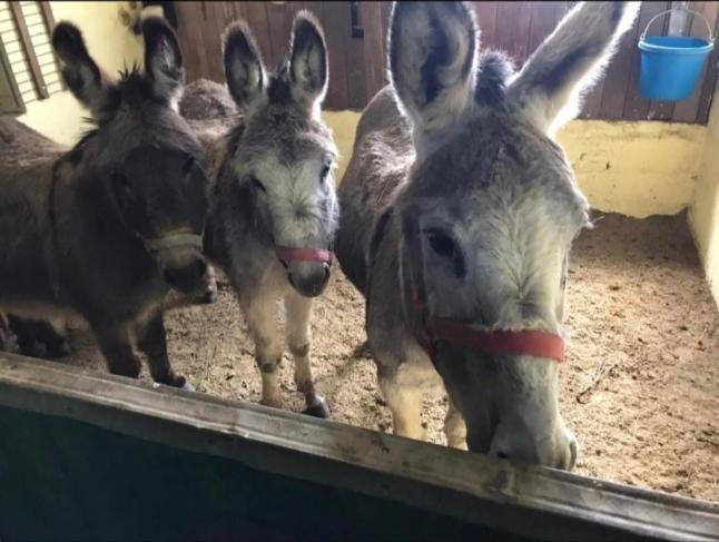 Kemenate Zimmer Gechaichnishof 7Born Maring-Noviand Exteriör bild